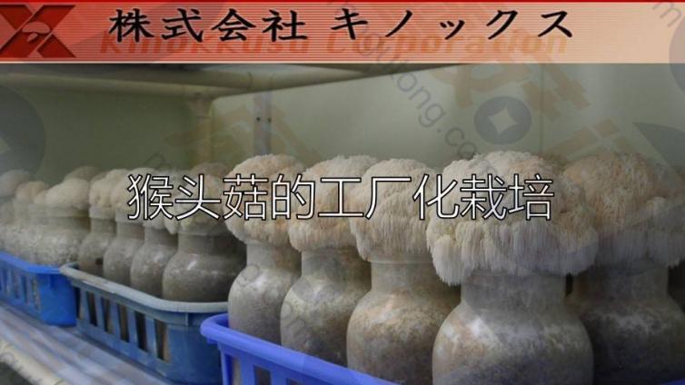 木村荣一：猴头菇的工厂化栽培（栽培、出菇、管理）