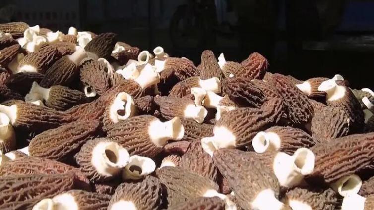 【会议通知】2026年汉江菌谷（襄阳）羊肚菌产业链高质量建设暨产业技术交流大会