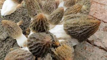 中国汉江菌谷产业高质量发展暨2024第八届全国羊肚菌大会