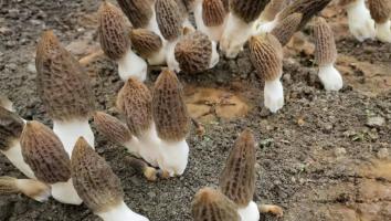 2021第七期全国羊肚菌栽培技术高级研修班 