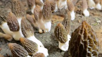 2023第七届全国羊肚菌大会