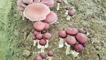 2023第二期全国大球盖菇（红松茸）栽培技术高级研修班