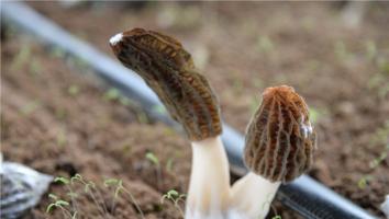 2021第六届全国羊肚菌大会