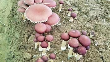 2021全国大球盖菇（红松茸）栽培技术高级研修班