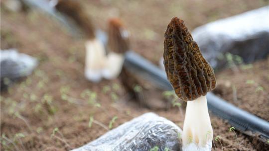 2020第五届全国羊肚菌栽培技术高级研修班