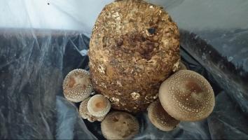 2020中国香菇产业网络大会