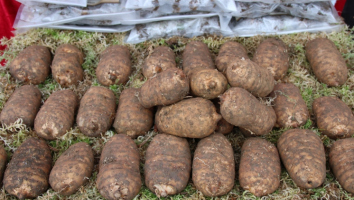 2020中国天麻产业网络大会