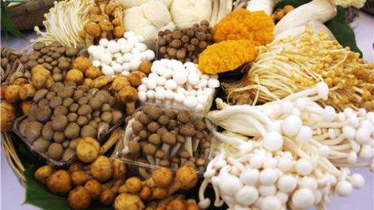 2018食用菌工厂化菌种生产理论和栽培技术中高级研修班